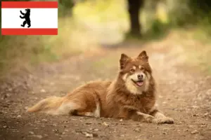 Lire la suite à propos de l’article Éleveurs de chiens de rennes lapons et chiots à Berlin