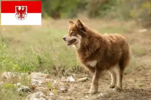 Lire la suite à propos de l’article Éleveurs de chiens de rennes lapons et chiots dans le Brandebourg
