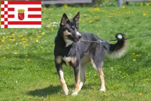 Lire la suite à propos de l’article Éleveurs de chiens de rennes lapons et chiots à Brême