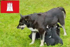 Lire la suite à propos de l’article Éleveurs de chiens de rennes lapons et chiots à Hambourg