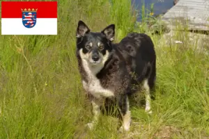 Lire la suite à propos de l’article Éleveurs de chiens de rennes lapons et chiots en Hesse