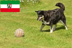 Lire la suite à propos de l’article Éleveurs de chiens de rennes lapons et chiots en Rhénanie-du-Nord-Westphalie