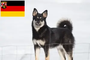 Lire la suite à propos de l’article Éleveurs de chiens de rennes lapons et chiots en Rhénanie-Palatinat