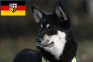 Lire la suite à propos de l’article Éleveurs de chiens de rennes lapons et chiots en Sarre