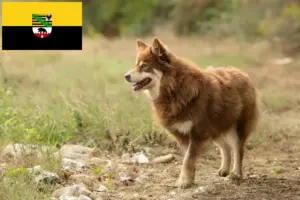 Lire la suite à propos de l’article Éleveurs de chiens de rennes lapons et chiots en Saxe-Anhalt