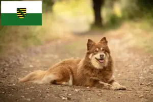 Lire la suite à propos de l’article Chien de rennes lapon éleveur et chiots en Saxe