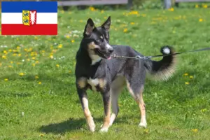 Lire la suite à propos de l’article Éleveurs de chiens de rennes lapons et chiots dans le Schleswig-Holstein