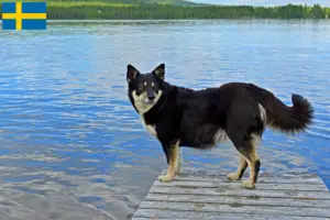 Lire la suite à propos de l’article Éleveurs de chiens de rennes lapons et chiots en Suède