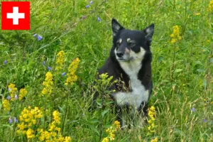 Lire la suite à propos de l’article Éleveurs de chiens de rennes lapons et chiots en Suisse