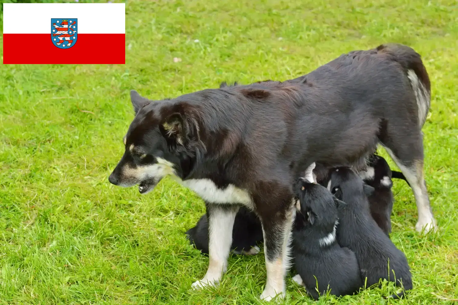 Chien de rennes lapon chiots et éleveurs Thuringe Ici, tu trouveras des éleveurs de chiens de rennes lapons en Thuringe.