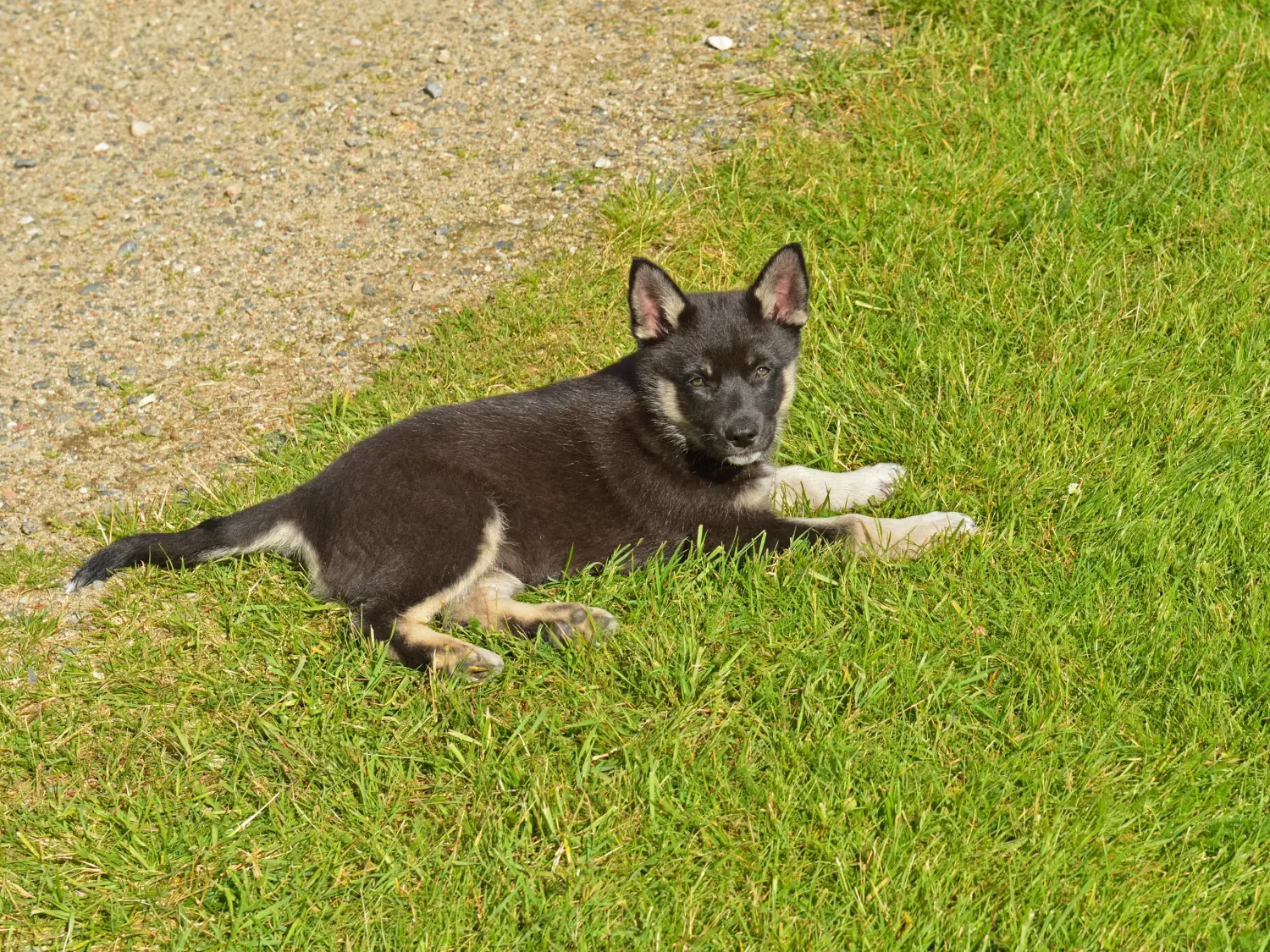 Acheter un chiot chien de rennes lapon, c'est prendre ses responsabilités ! Acheter un chiot chien de rennes lapon.