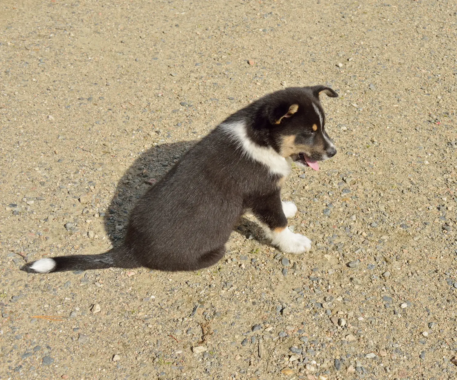 Acheter un chiot chien de rennes lapon, c'est prendre ses responsabilités ! Acheter un chiot chien de rennes lapon.