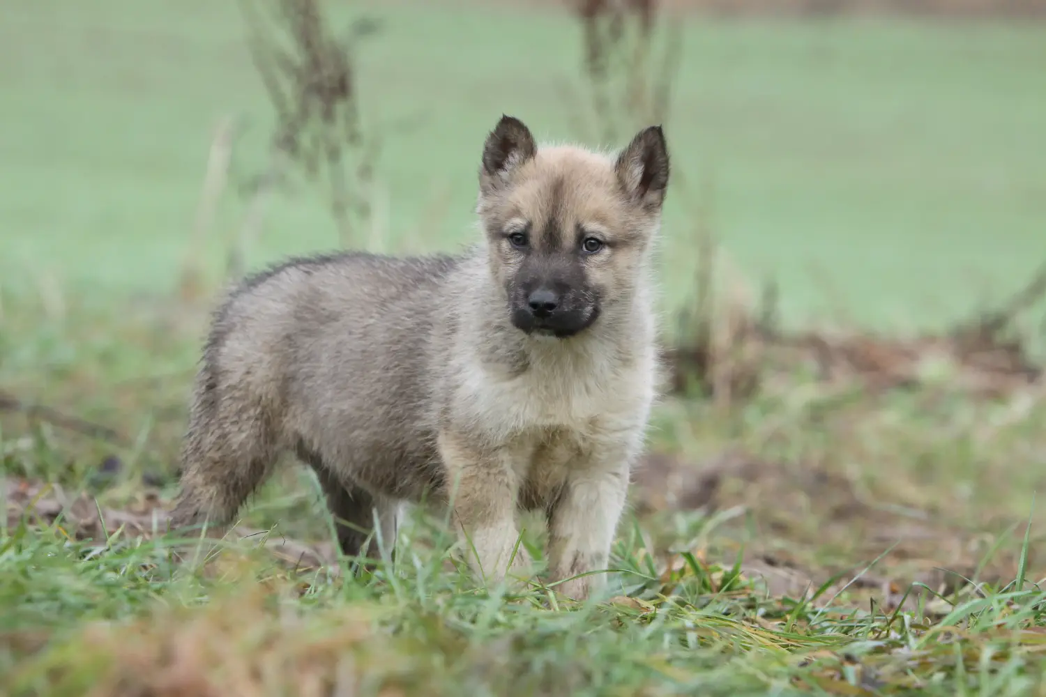 Acheter un chiot Groenlandais, c'est prendre ses responsabilités ! Acheter un chiot chien du Groenland.