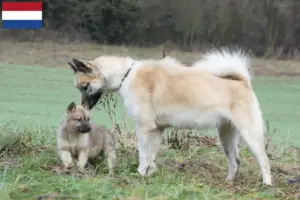 Lire la suite à propos de l’article Éleveurs de chiens du Groenland et chiots aux Pays-Bas