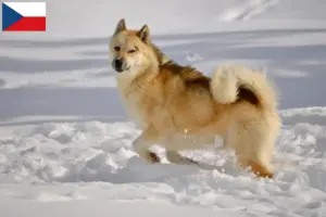 Lire la suite à propos de l’article Éleveurs de chiens du Groenland et chiots en République tchèque