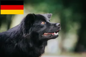 Lire la suite à propos de l’article Éleveurs de chiens lapins suédois et chiots en Allemagne