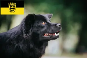 Lire la suite à propos de l’article Éleveurs de chiens lapins suédois et chiots dans le Bade-Wurtemberg