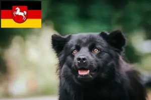 Lire la suite à propos de l’article Éleveurs de chiens lapins suédois et chiots en Basse-Saxe