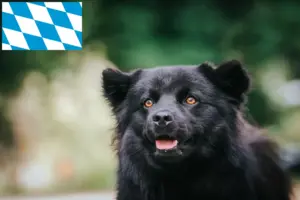 Lire la suite à propos de l’article Éleveurs de chiens lapins suédois et chiots en Bavière