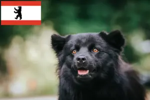 Lire la suite à propos de l’article Éleveurs de chiens lapins suédois et chiots à Berlin