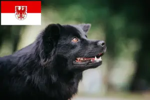 Lire la suite à propos de l’article Éleveurs de chiens lapins suédois et chiots dans le Brandebourg