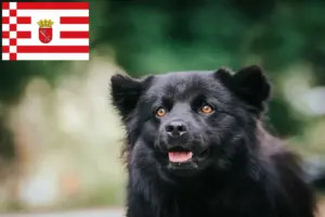 Lire la suite à propos de l’article Éleveurs de chiens lapins suédois et chiots à Brême
