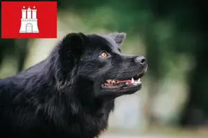 Lire la suite à propos de l’article Éleveurs de chiens lapins suédois et chiots à Hambourg