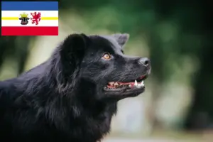Lire la suite à propos de l’article Éleveurs de chiens lapins suédois et chiots dans le Mecklembourg-Poméranie occidentale