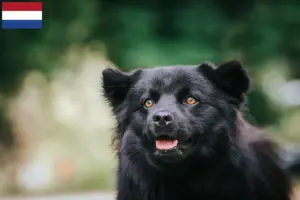 Lire la suite à propos de l’article Éleveurs de chiens lapins suédois et chiots aux Pays-Bas