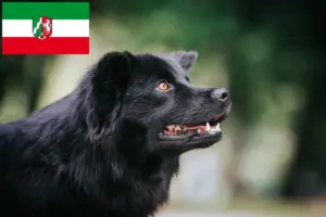 Lire la suite à propos de l’article Éleveurs de chiens lapins suédois et chiots en Rhénanie-du-Nord-Westphalie