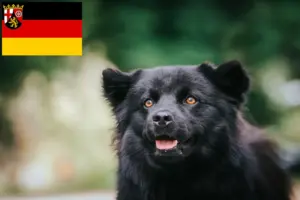 Lire la suite à propos de l’article Éleveurs de chiens lapins suédois et chiots en Rhénanie-Palatinat