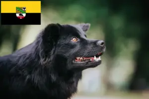 Lire la suite à propos de l’article Éleveurs de chiens lapins suédois et chiots en Saxe-Anhalt