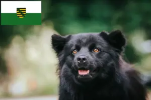 Lire la suite à propos de l’article Éleveurs de chiens lapons suédois et chiots en Saxe