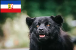 Lire la suite à propos de l’article Éleveurs de chiens lapins suédois et chiots dans le Schleswig-Holstein