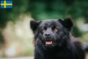 Lire la suite à propos de l’article Éleveurs de chiens lapins suédois et chiots en Suède