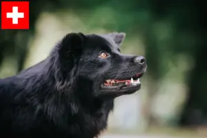 Lire la suite à propos de l’article Éleveurs de chiens lapins suédois et chiots en Suisse