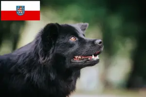 Lire la suite à propos de l’article Éleveurs de chiens lapins suédois et chiots en Thuringe