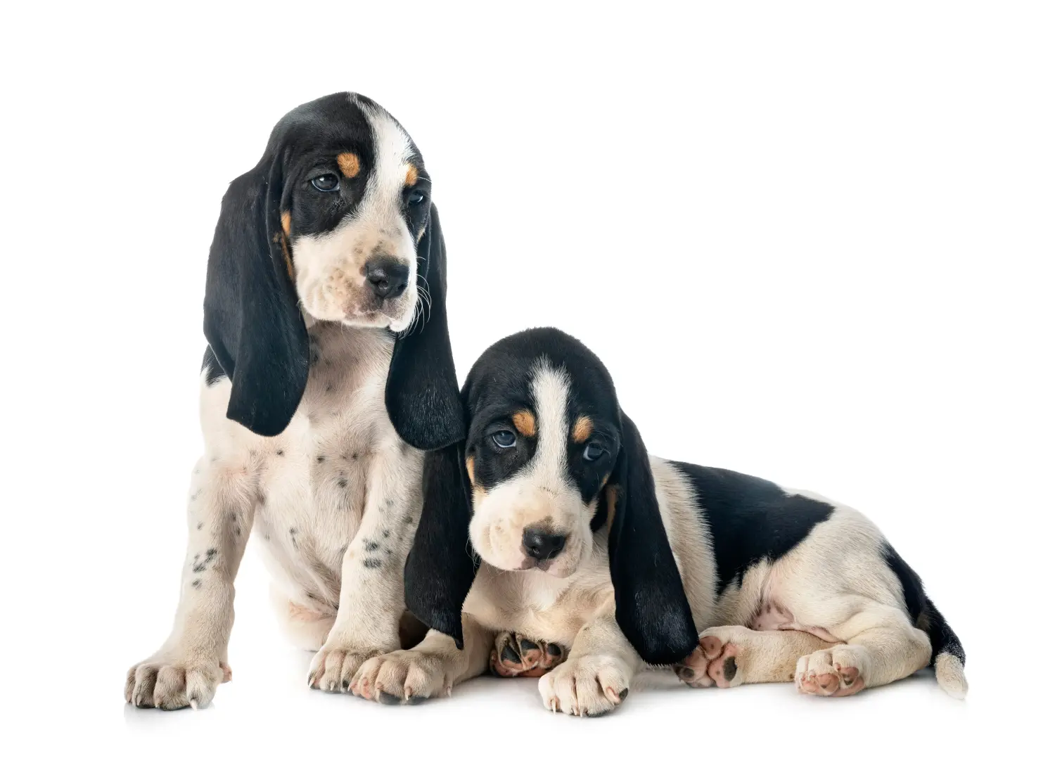 Acheter un chiot chien courant suisse, c'est prendre ses responsabilités ! Acheter des chiots de chiens courants suisses.