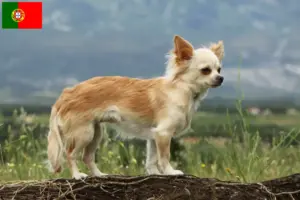 Lire la suite à propos de l’article Éleveurs de chihuahuas et chiots au Portugal