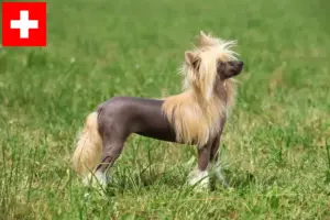 Lire la suite à propos de l’article Chinois Crested Dog éleveurs et chiots en Suisse