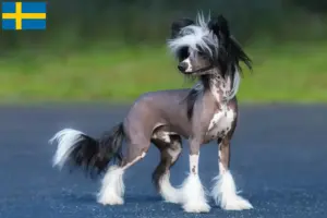 Lire la suite à propos de l’article Éleveurs de chiens chinois à crête et chiots en Suède