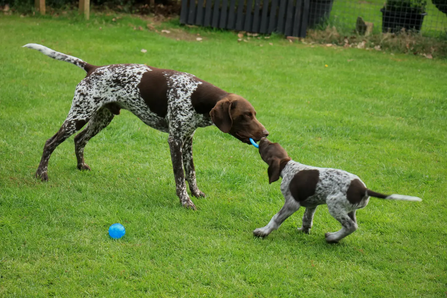 Acheter un chiot allemand à poil court, c'est prendre des responsabilités ! Acheter des chiots allemands à poil court.