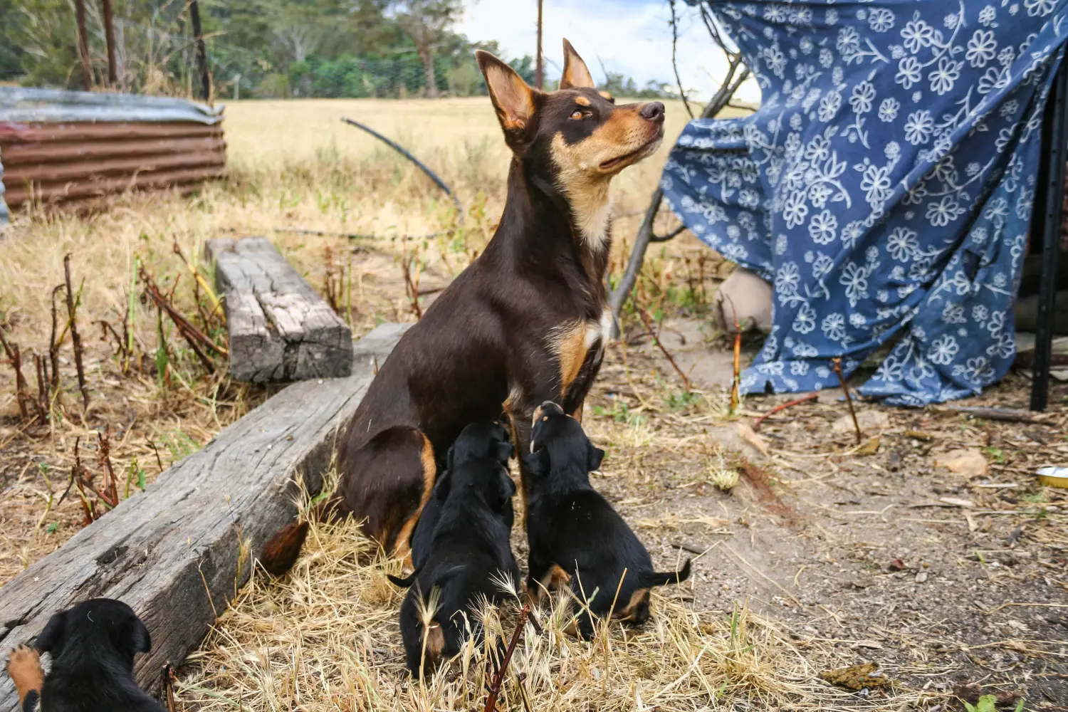 Acheter un chiot kelpie australien, c'est prendre ses responsabilités ! Acheter des chiots australiens Kelpie.