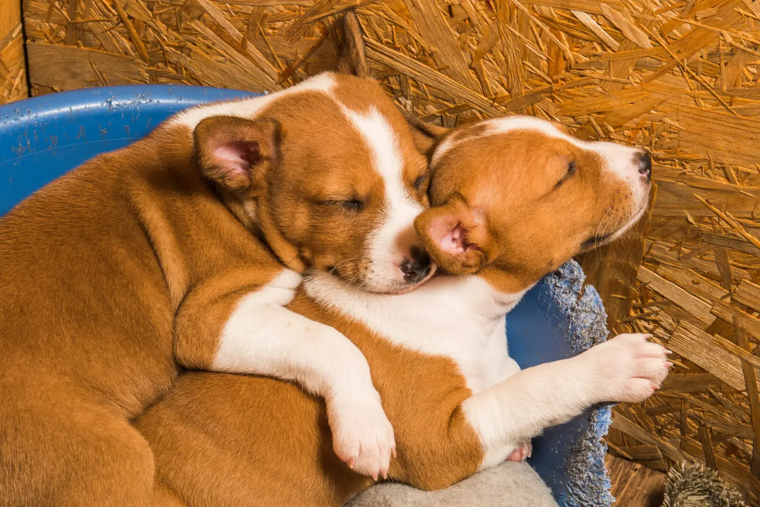Acheter un chiot Basenji, c'est prendre ses responsabilités ! Acheter des chiots Basenji.
