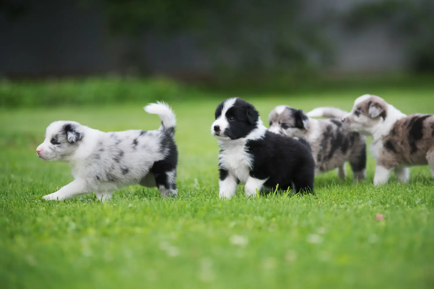 Acheter un chiot Border Collie, c'est prendre des responsabilités ! Acheter des chiots Border Collie.
