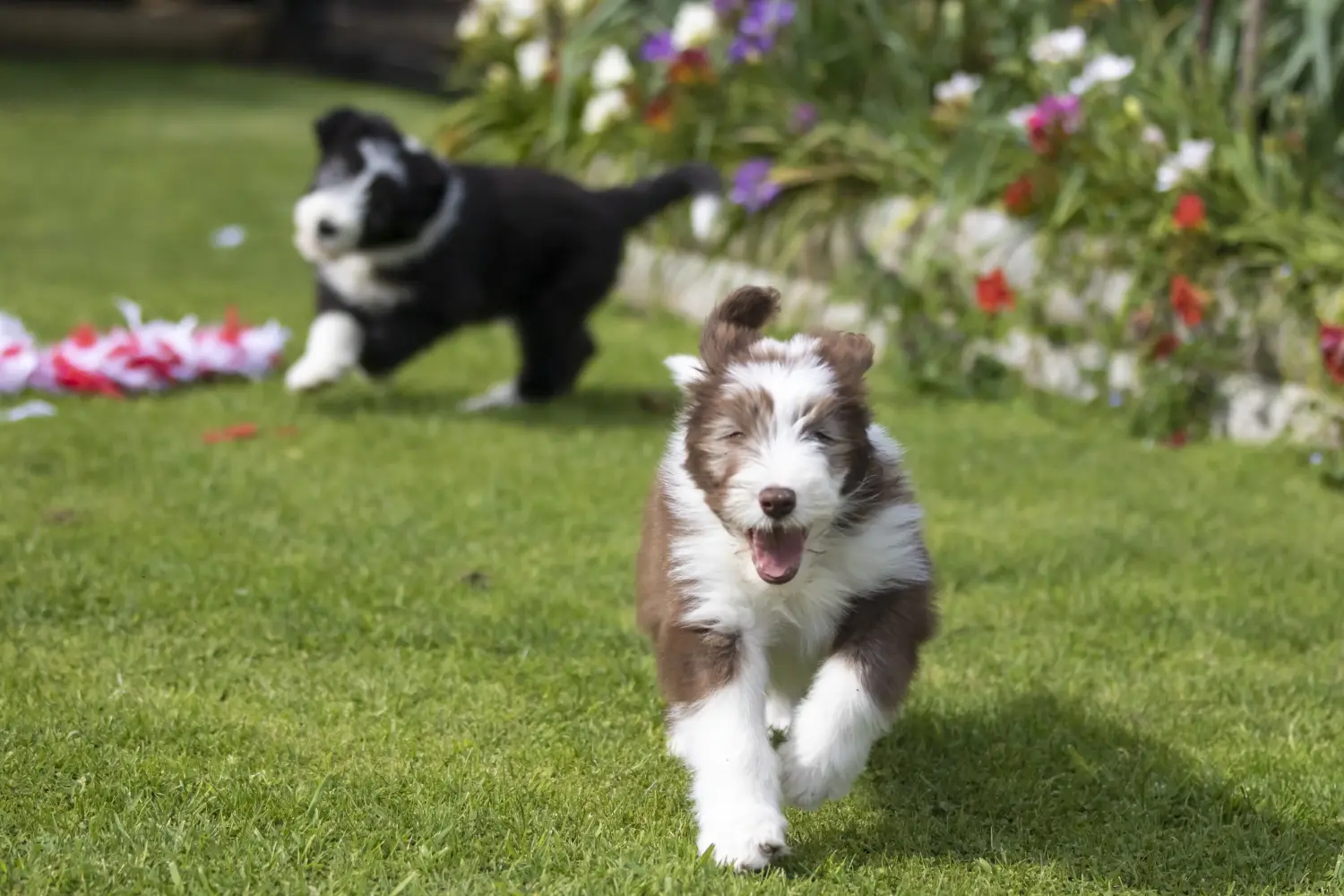 Acheter un chiot Bearded Collie, c'est prendre des responsabilités ! Acheter un chiot Bearded Collie.