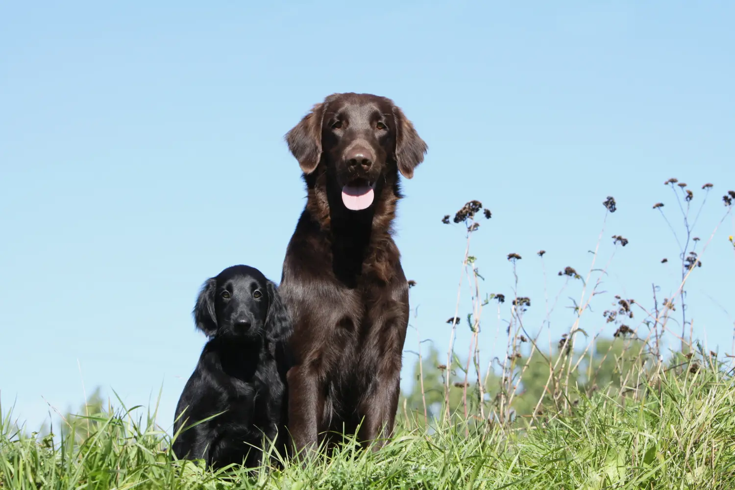 Acheter un chiot Flat Coated Retriever, c'est prendre ses responsabilités ! Acheter un chiot Flat Coated Retriever.