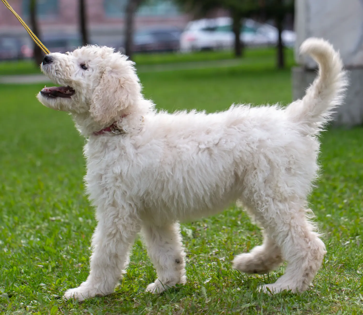 Acheter un chiot Komondor, c'est prendre ses responsabilités ! Acheter des chiots comondor.