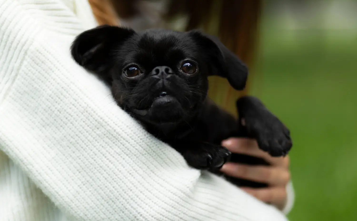 Acheter un chiot Petit Brabançon, c'est prendre ses responsabilités ! Acheter des chiots Petit Brabançon.