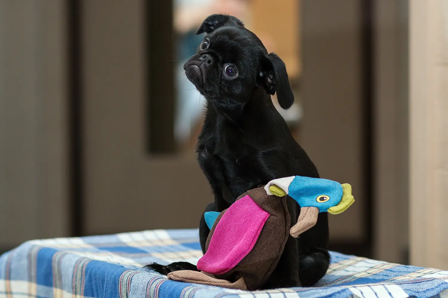 Acheter un chiot Petit Brabançon, c'est prendre ses responsabilités ! Acheter des chiots Petit Brabançon.